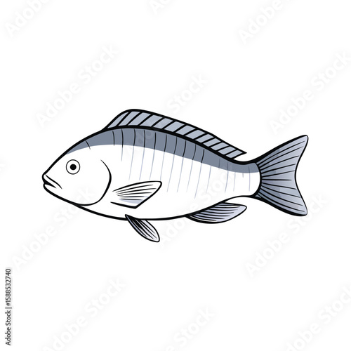 Tilapia fish line art illustration, isolated white background
