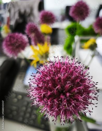 pink and purple flowers, wildflowers, ornamental flowers, dried flowers