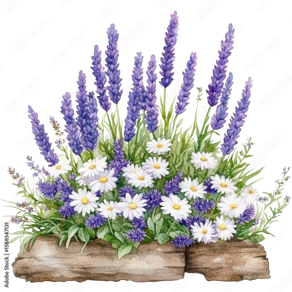 Obraz premium Lavender and Daisy Floral Arrangement: Delicate blooms of lavender and daisies, painted in watercolor style, create a serene and charming floral arrangement.