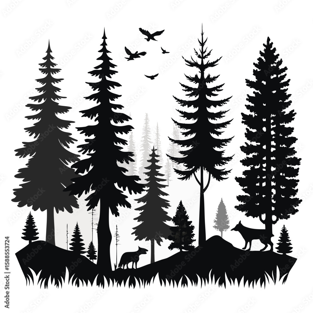 Fototapeta premium Black Silhouette of Pine Trees in Forest
