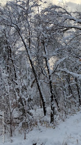Millcreek Canyon, Utah shows snow covered trees picnic area and path