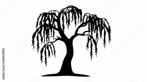 Silhouette of a weeping willow tree with long drooping branches against a white background plain scene