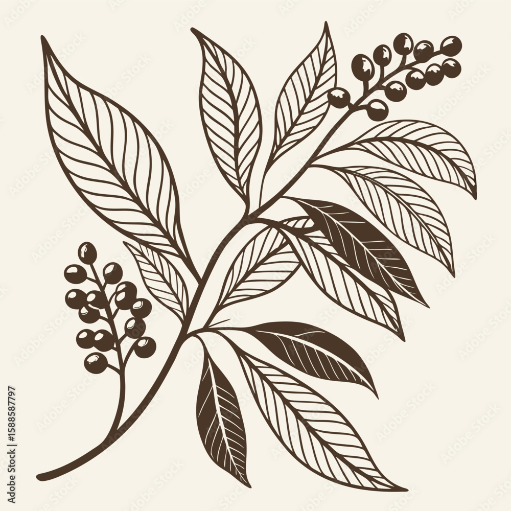 Fototapeta premium Vintage botanical branch illustration