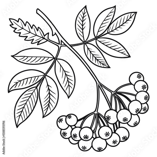 Rowan branch illustration