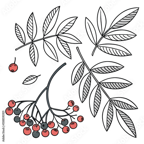 Rowan branch illustration set