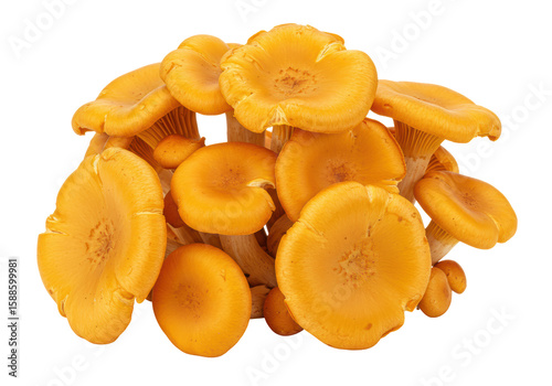 Isolated Pile of Golden Chanterelle Mushrooms