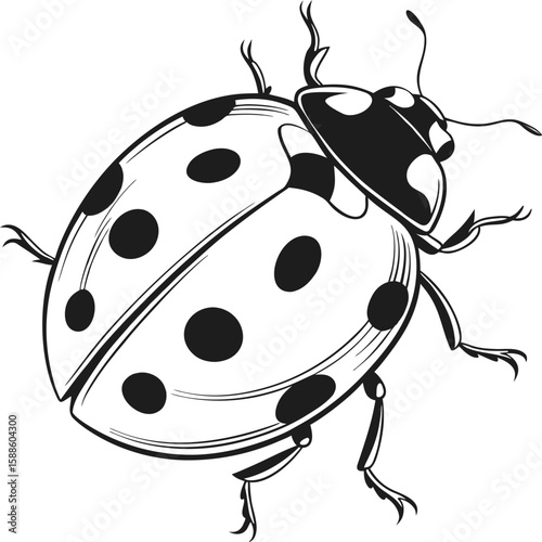 Black and White Ladybug Illustration – Hand Drawn Insect Vector