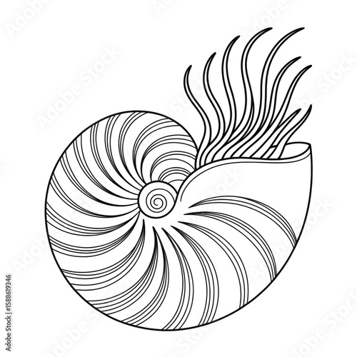 A black and white nautilus illustration line art of a coloring page 