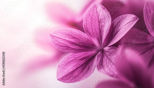 Close-Up of a Delicate Purple Flower in Bloom Showcasing Nature s Fragile Beauty and Purity