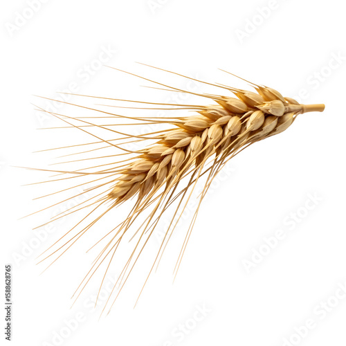 Golden wheat ear displayed against a stark transparent background