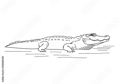 Alligator in water drawing. It is a black and white outline image of an alligator partially submerged in water, depicting its natural habitat. Vector sketch line art draw.