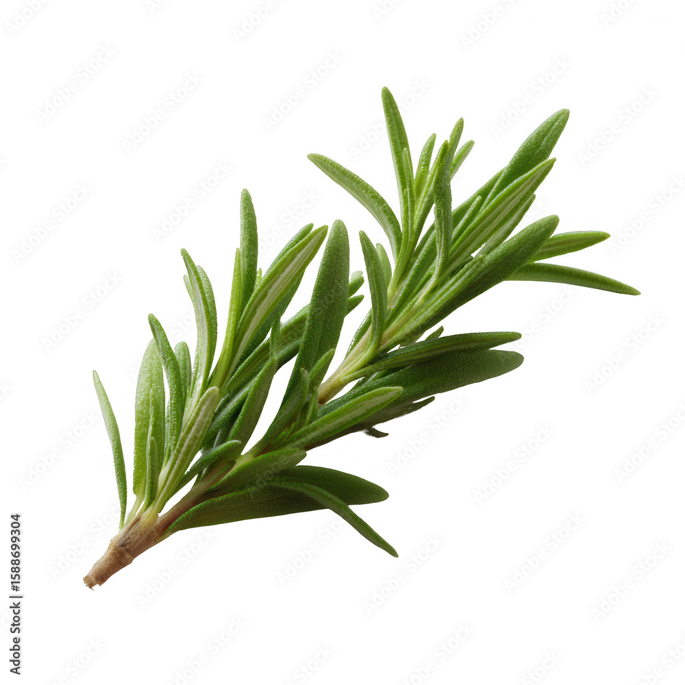 Fototapeta premium Fresh green rosemary sprig isolated on a white background, showcasing its vibrant leaves and unique aroma, perfect for culinary uses or as a decorative herb.