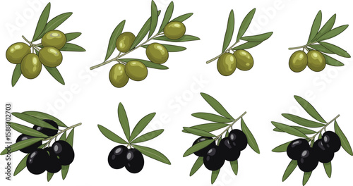 Green and black olives branch