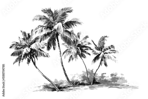 Monochrome vector palm trees on a transparent background. Tropical island getaway design. Black and white palm trees.