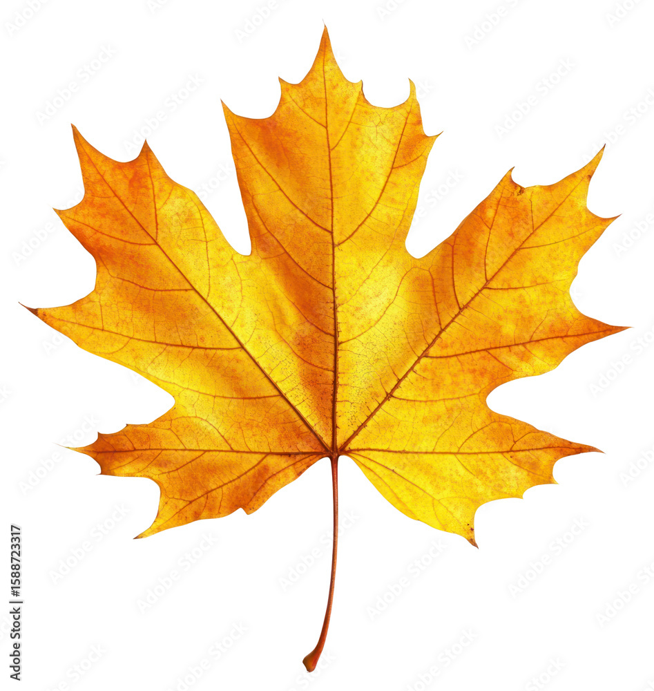 PNG Maple leaf photography isolated illustration. PNG Maple leaf photography isolated illustration.