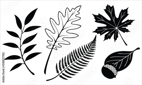 Autumn leaves and acorn collection maple leaf oak leaf