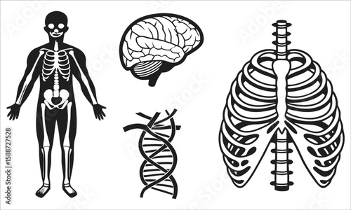 Human anatomy skeleton brain dna helix rib cage vector