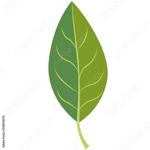 Green oblong leaf, flat minimal style, isolated on white background, perfect for creative, botanical, and natural design projects.