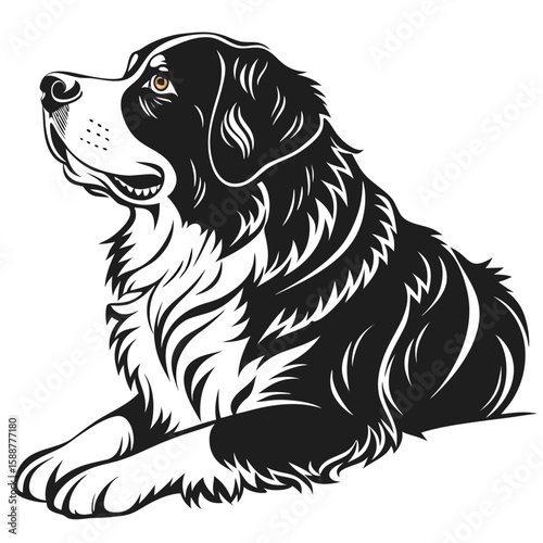 Bernese mountain dog sitting in profile, isolated on white background