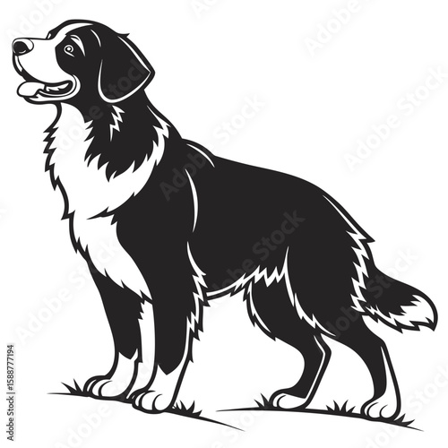 Bernese mountain dog standing, isolated on white background