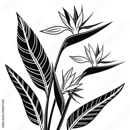 Black and white illustration of bird of paradise flowers