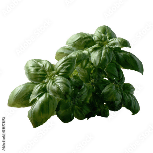 Fresh basil leaves, vibrant green, isolated on a white background, showcasing the texture and natural beauty of the leaves for culinary and decorative use.