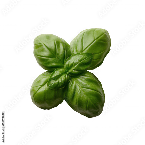 Fresh basil leaves, vibrant green color, isolated on a white background, ideal for culinary and herbal themes.