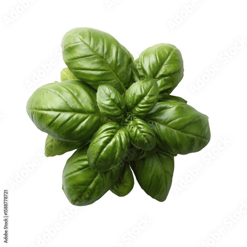 Fresh basil leaves with a vibrant green color, isolated on a white background, showcasing their unique texture and shape, ideal for culinary and gardening themes.