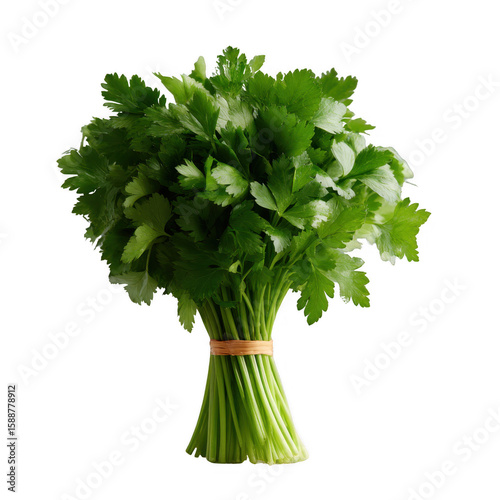 Fresh bunch of cilantro with vibrant green leaves on a white isolated background, perfect for cooking and garnishing dishes.