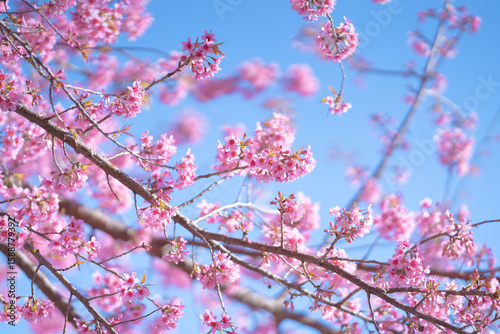 Close up shot of beautiful Nang Phaya Sua Krong tree or Wild Himalayan Cherry Prunus cerasoides at Doi Inthanon, Chiang Mai, Thailand.Nang Phaya Sua Krong tree nicknamed Sakura of Thailand.