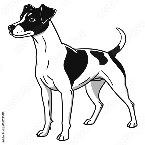 A playful jack russell terrier dog stands on a white background