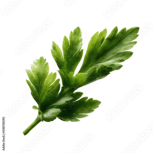 Fresh green parsley leaf isolated on a white background, highlighting its vibrant color and detailed texture, perfect for culinary and gardening themes.