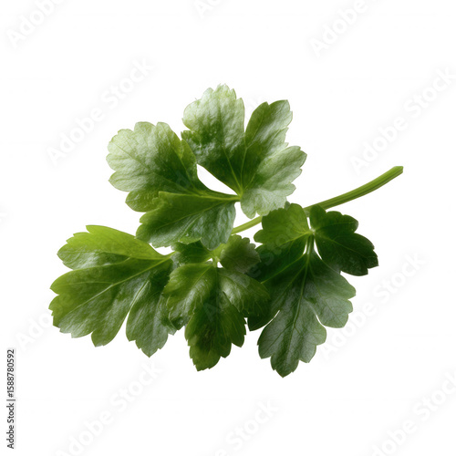 Fresh green parsley leaves isolated on a white background, showcasing vibrant color and texture. Perfect for culinary use or healthy lifestyle imagery.