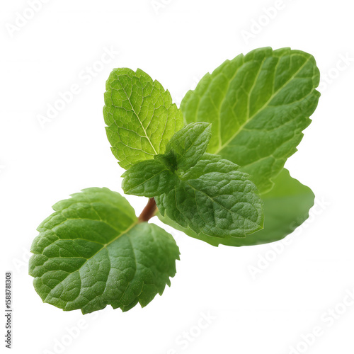 Fresh mint leaves with vibrant green color, isolated on a bright background, perfect for culinary and wellness themes.