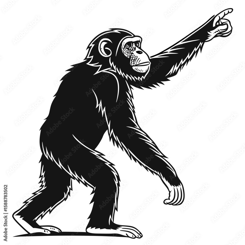 Fototapeta premium Chimpanzee walking and pointing with its finger