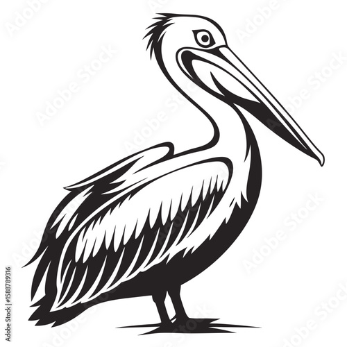 Pelican bird with large beak and pouch isolated on white