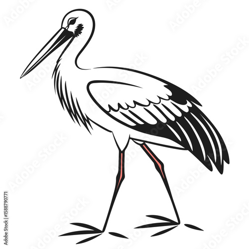 A stork with long legs and beak, isolated on white