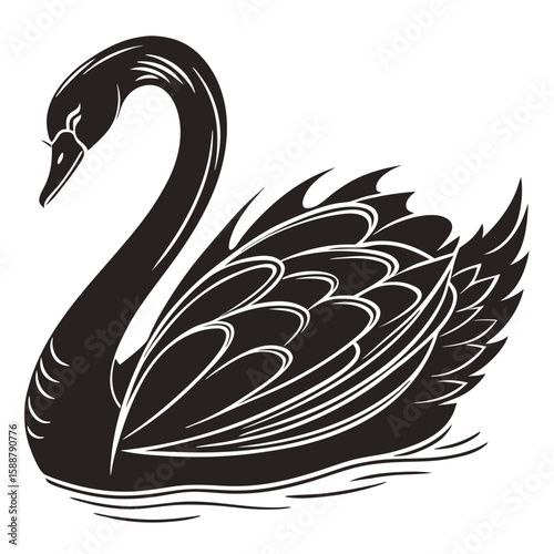 An elegant black swan swims in the water