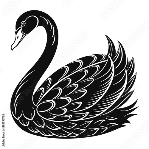 A beautiful black swan swims in the water
