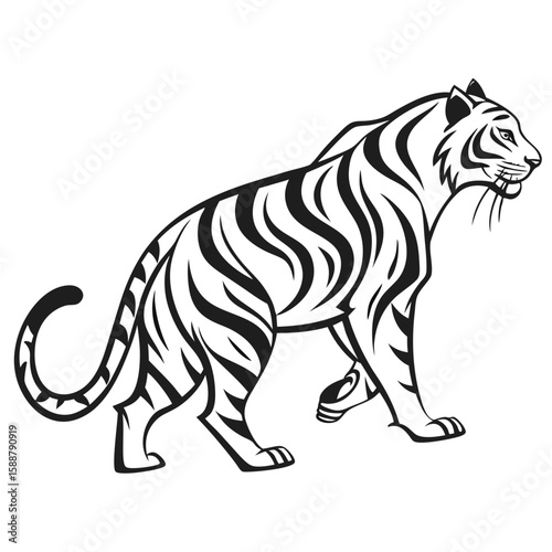 A majestic tiger walks with a powerful and graceful stride