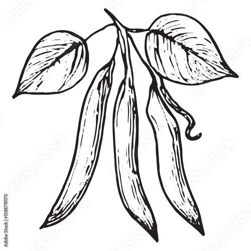 Hand-Drawn Black and White Pea Pod Cluster Illustration for Design