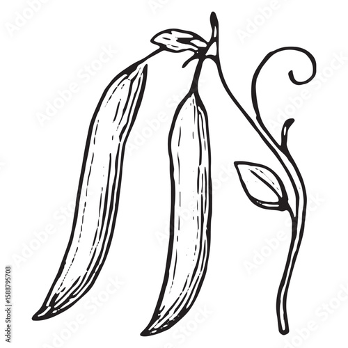 Hand-Drawn Black and White Pea Pod Cluster Illustration for Design