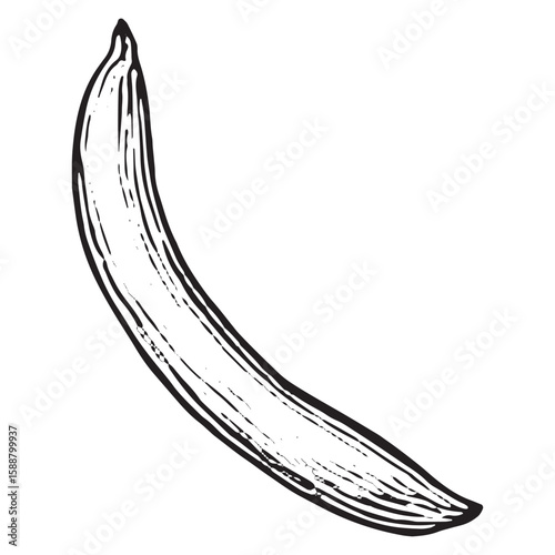 Hand-Drawn Black and White Single Pea Pod Illustration for Design