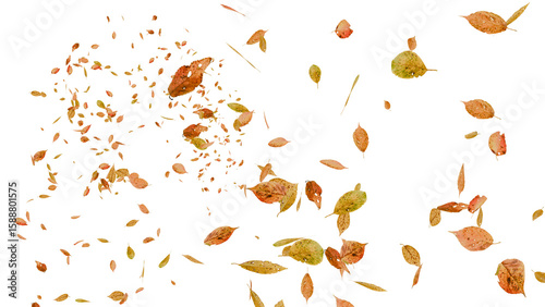 舞い落ちる落ち葉：背景透過