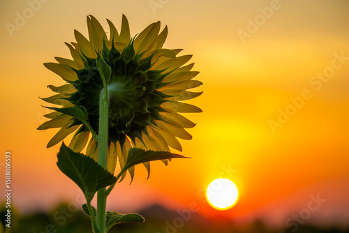 Back view of sunflowers, facing the early morning sun.