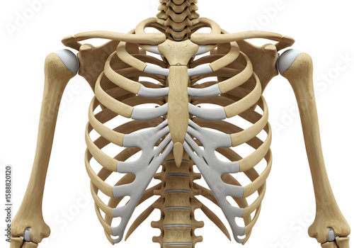 Human ribcage anatomy illustration