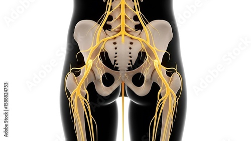 Human Pelvis and Sciatic Nerve Anatomy. 3D rendering of the nervous system in the hip and upper leg area.