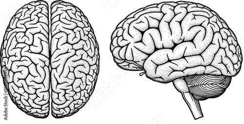 Human brain top and side view