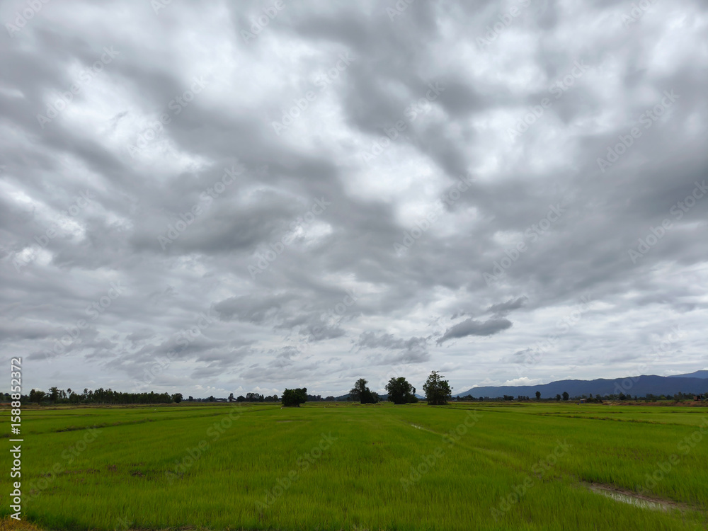 A tranquil landscape unfolds, showcasing a vast expanse of lush green rice fields A tranquil landscape unfolds, showcasing a vast expanse of lush green rice fields