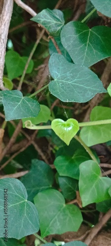 Wallpaper Mural green leaves in a heart shapes  Torontodigital.ca